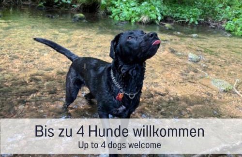 Ehlenbogen House | Hüttenchalet Waldschatz