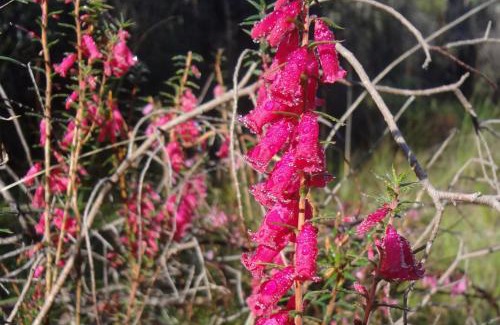 Mafeking Villa | Hawksview at Mafeking