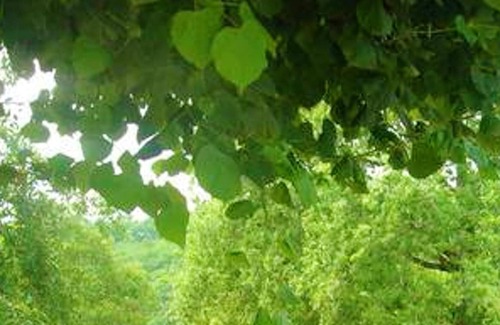 Bussac House | Homerez - Nice house with garden and terrace & Wifi