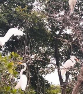 Mompiche Apartment | Hostería Amar