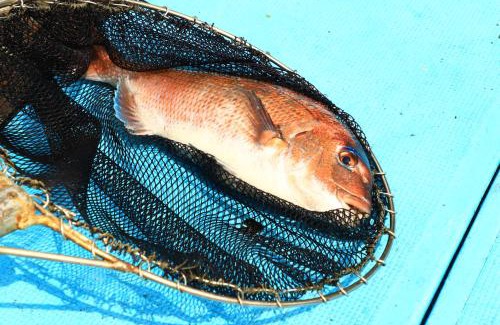 Kamizaki Hotel | Kawachiya Ryokan