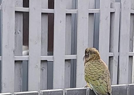 Franz Josef Glacier House | Kea Retreat