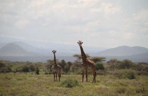 Longido Hotel | Kili View Maasai Lodge