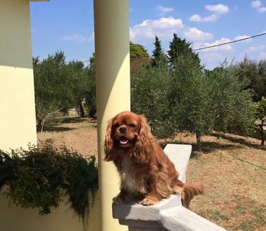 Ugljan House | Kuća za odmor Dido Ive