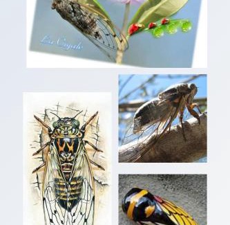 Pont du Loup House | La cigale