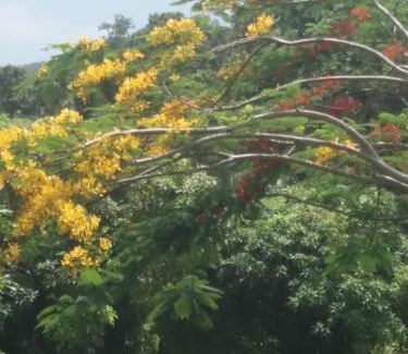 Saint-Esprit House | Le Nid De Nicolas