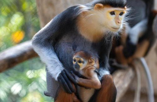 Saint-Aignan Hotel | Les Rivages de Beauval