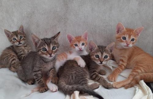 Sidi Kaouki House | Libert'Art