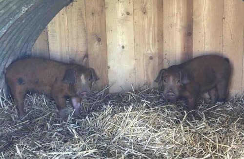Cornwall House | Light & Airy Vaulted Barn Conversion with a View