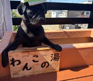 Shirahama Apartment | LOG HOUSE 白浜 -Shirahama- Dog run, hot springs, BBQ, and sauna! PET OK