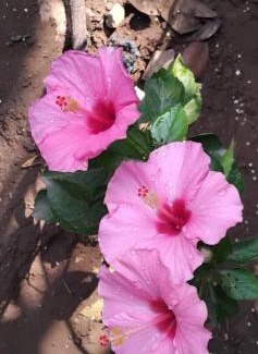 Nagaon House | MADHULI COTTAGE