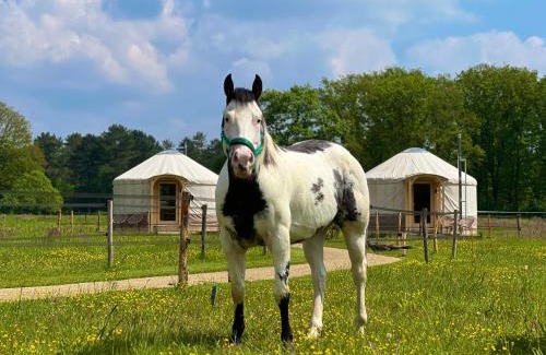 Ledeacker Other | Magnolia Hoeve - Unieke Bestemming voor Paardenliefhebbers en Bijzondere Overnachtingen in de natuur