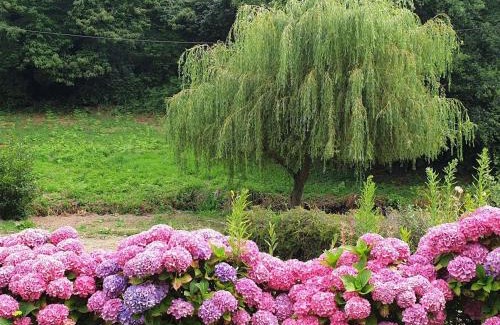 Saint-Quay-Perros House | Maison rénovée pierre, jardin, WIFI, 400m mer, St Quay-Perros - FR-1-368-258