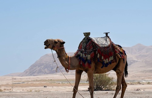 Almog Hotel | Mantur Almog Dead Sea by Selina