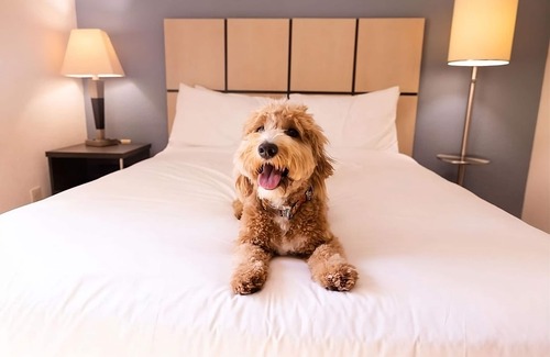 Las Colinas Hotel | Modern Escape | Pet-Friendly, Full Kitchen with Free WiFi!