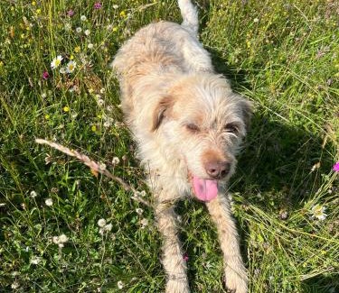 Suncuius House | Mountaintop Panoramaview casa in Bihor apuseni