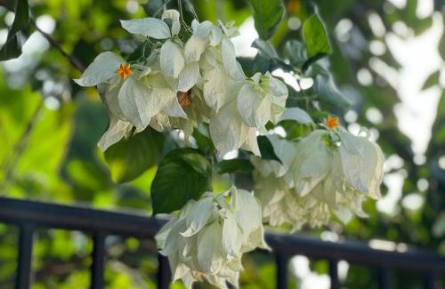 Sam Phran Villa | MrT Riverside Sampran มิสเตอร์ที โฮมสเตย์-ริมนที