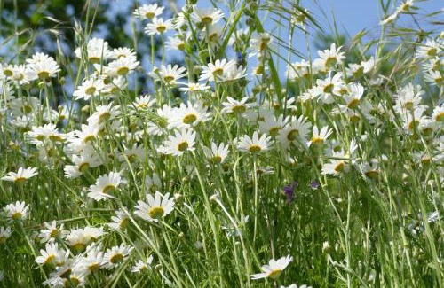Welzow Apartment | Naturgarten Karlsfeld in der schönen Lausitz