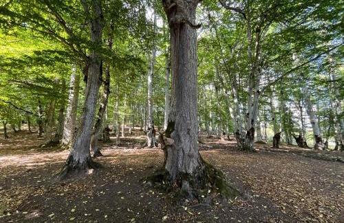 Ambrolauri Other | Nikorstminda glamping - Batoni's forest