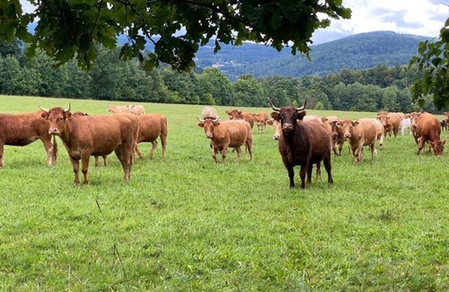 Kowary Villa | Oasis with the Scheekoppe as a neighbor (pet-friendly)