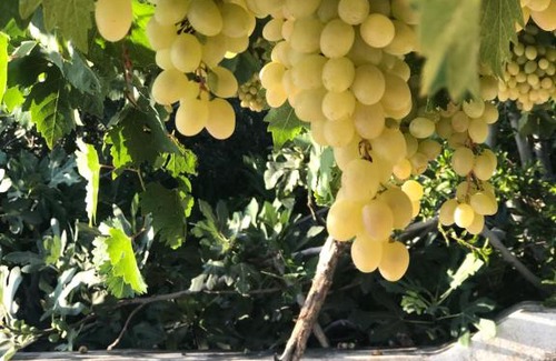 Ajloun Governorate House | ORJAN VIEW