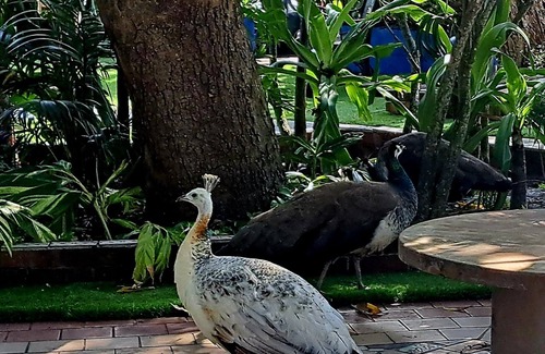 Fort Pierce House | Peacock Estate: botanical gardens, art galleries, 1min to downtown, 5 to beach