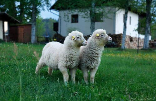 Horni Vltavice House | Penzion Bázum