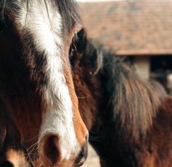 Hosszuvolgy House | Pony Cottage Farmhouse and Minifarm