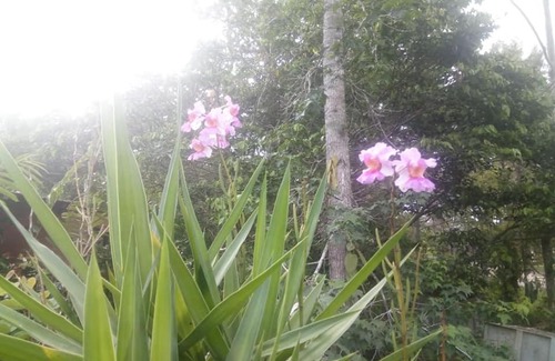 Siguatepeque Cabin | Posada El Malcotal