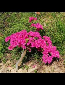 Hulu Selangor House | Renovate on progress