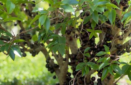 Bom Jesus dos Perdoes Villa | Reserva Atibaia/Casa de Montanha