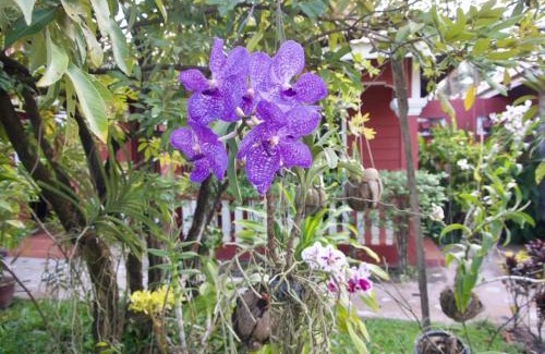 Svay Pao Bed & Breakfast | Sanctuary Home Stay