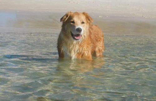 Shoal Bay House | Shoal Shack 72, 72 Tomaree Rd - Pool, Pet Friendly, Wi-Fi, Air Con, Linen