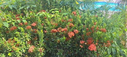 Ko Lanta Resort | Siam Flora Resort Koh Lanta