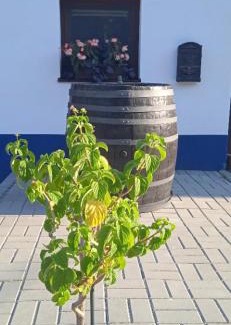 Brezi Apartment | Sklípek u cyklostezky