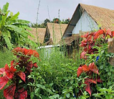 Pai Other | Sparrow Hut