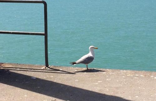 Donville-les-Bains Apartment | Studio~ Les pieds dans l'eau 2~