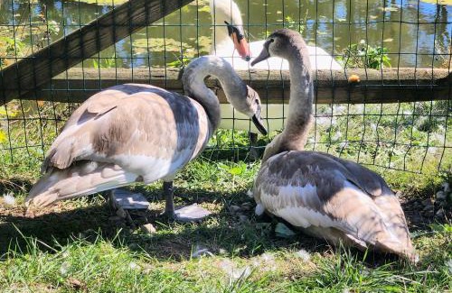 Limekiln Apartment | Swansanctuarysuite Apt At sanctuaryoftheswan