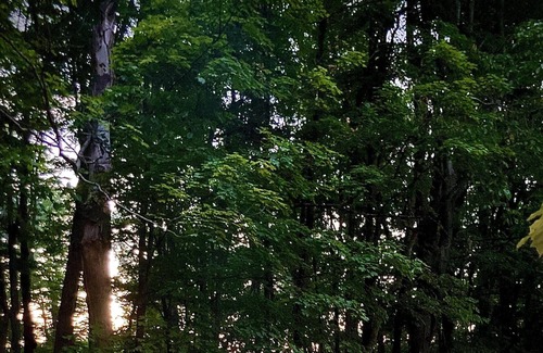 Red Hook RV Rental | Tentrr Signature Site - FRISKY SWARD Upper Forest