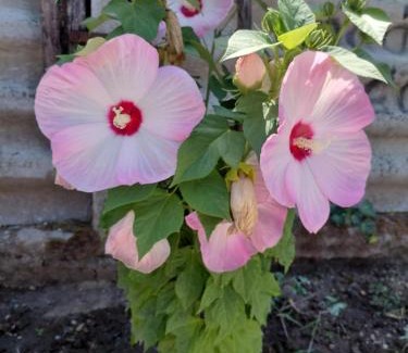 Mako Apartment | Terézia-szálláshely