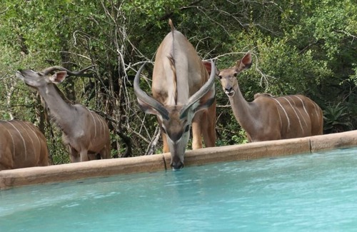Marloth Park Cabin | The Great Kambaku Lodge - Marloth Park / Kruger Park