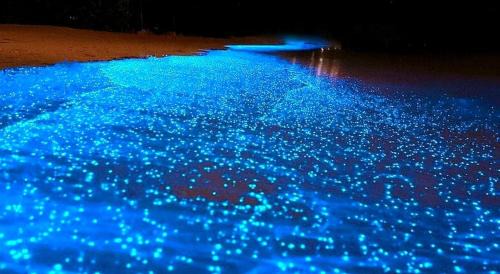 Cerro Plano Other | Tour de Bioluminisciencia con Camping