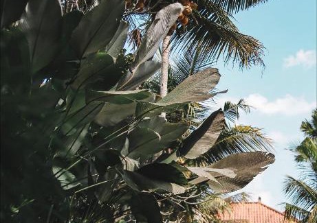 Dinoyo Hotel | Ubud Hotel & Cottages