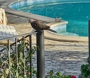 Torre delle Stelle Apartment | Villa Adriana - Torre delle Stelle - mini appartamenti - Cagliari Villasimus Sardegna