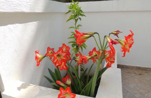 Bijeli do House | Villa Budvanka Guesthouse