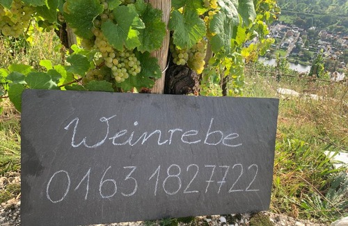 Wehlen Apartment | Weinrebe