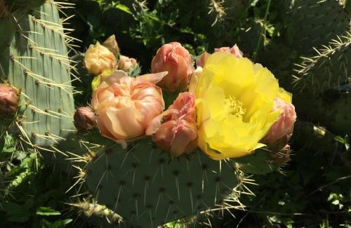 Stinica Apartment | Wil Vannese