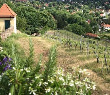 Niederloßnitz Apartment | Wohlfühl-Apartment am Paradiesberg