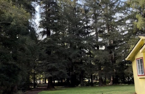 Crescent City Cottage | Yellow cottage in the woods- 5 min from beach!