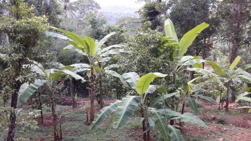 Rattota House | Zee's Garden